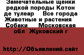 Замечательные щенки редкой породы Котон де тулеар  - Все города Животные и растения » Собаки   . Московская обл.,Жуковский г.